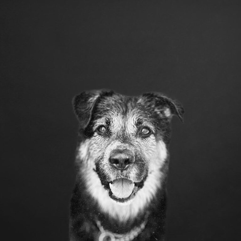 Bürohund Bruno