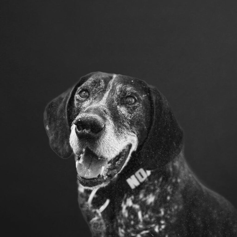 Bürohund Noa