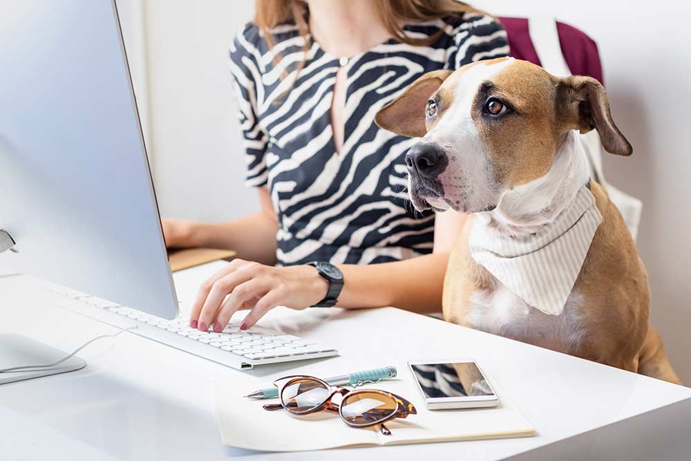 Hundefreundliche Arbeitsatmosphäre bei PB TGA: Eine Mitarbeiterin arbeitet am Computer, während ihr aufmerksamer Hund neben ihr am Schreibtisch sitzt